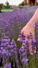 Lavender Calm Herbal Tea