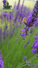 Lavender Calm Herbal Tea